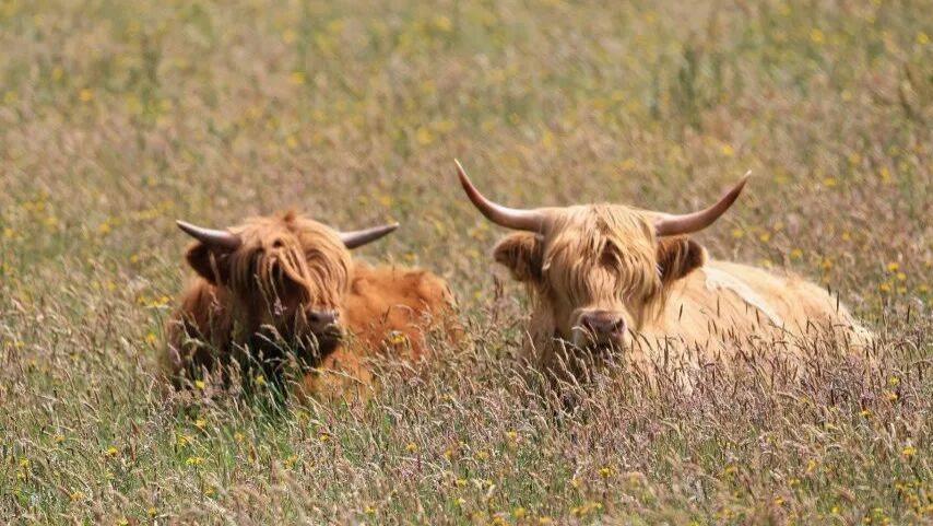 今年1月家电市场出货反弹企稳
