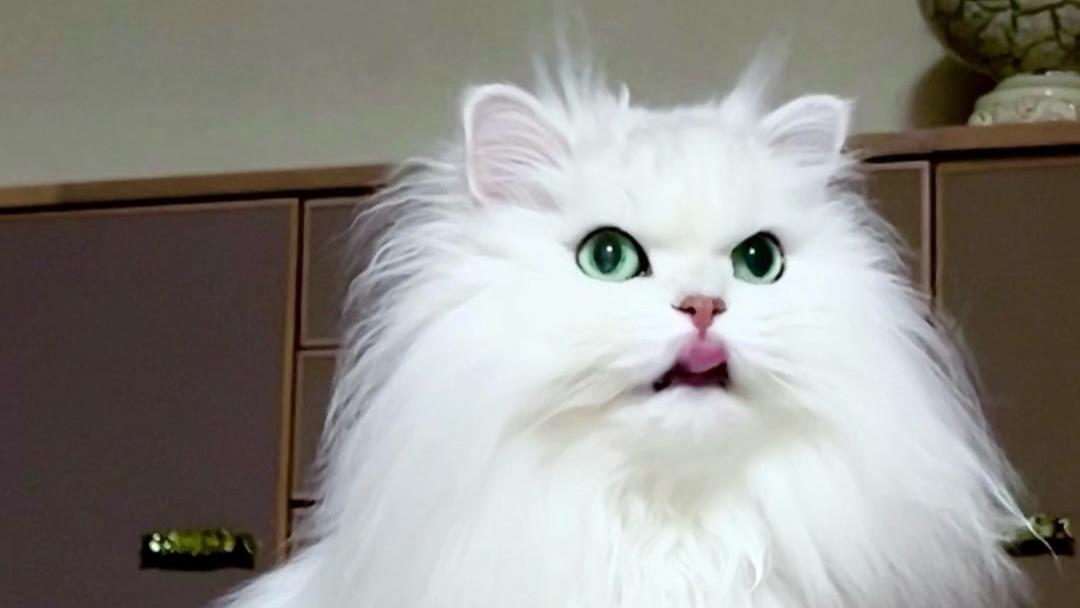 为什么猫咪有时候一叫就来，有时候却像聋了一样？