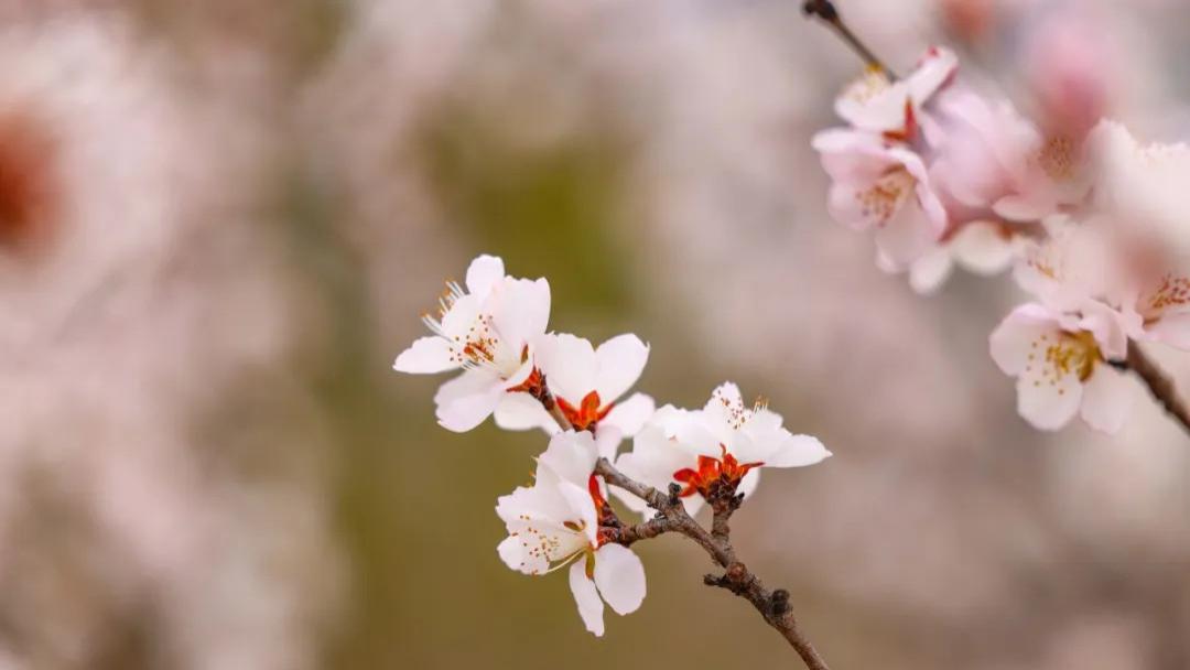 诗意了！踏春而来，不负此间桃花——