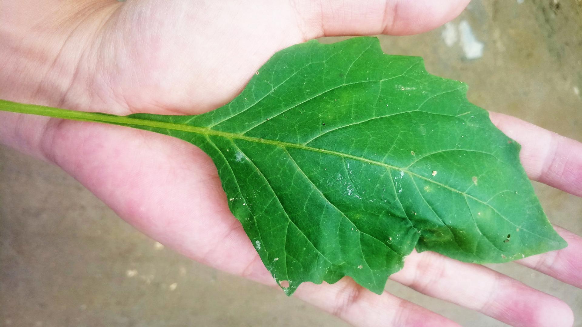 白花菜(少花龙葵)，风味来自微毒，也因此难普及
