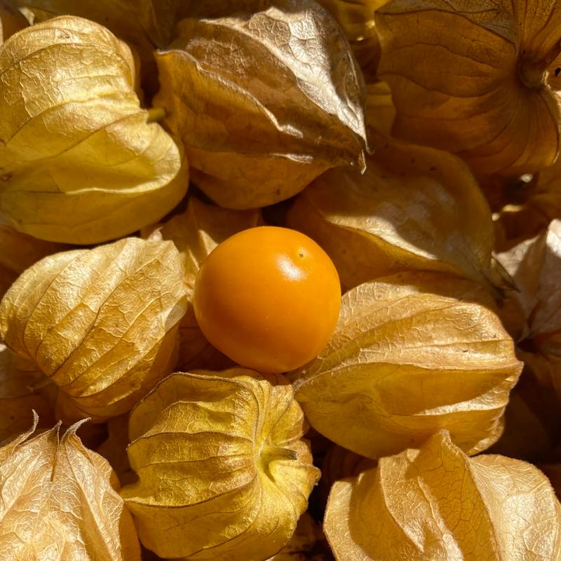东北美味水果🍈一口爆浆的菇娘果好好吃！