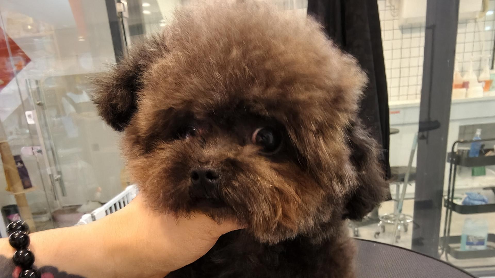 夏天给宠物洗澡，这些误区你中了几个？