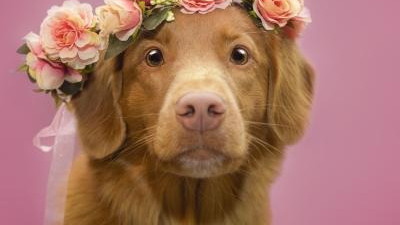 贵人如何成为属狗人财富加速器？你的靠谱，就是最大资产！