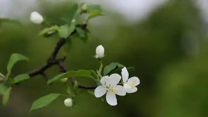 脾虚不是饿出来的，而是湿气拖累的！煮粥时这样搭配，湿气不易积，脾胃慢慢养