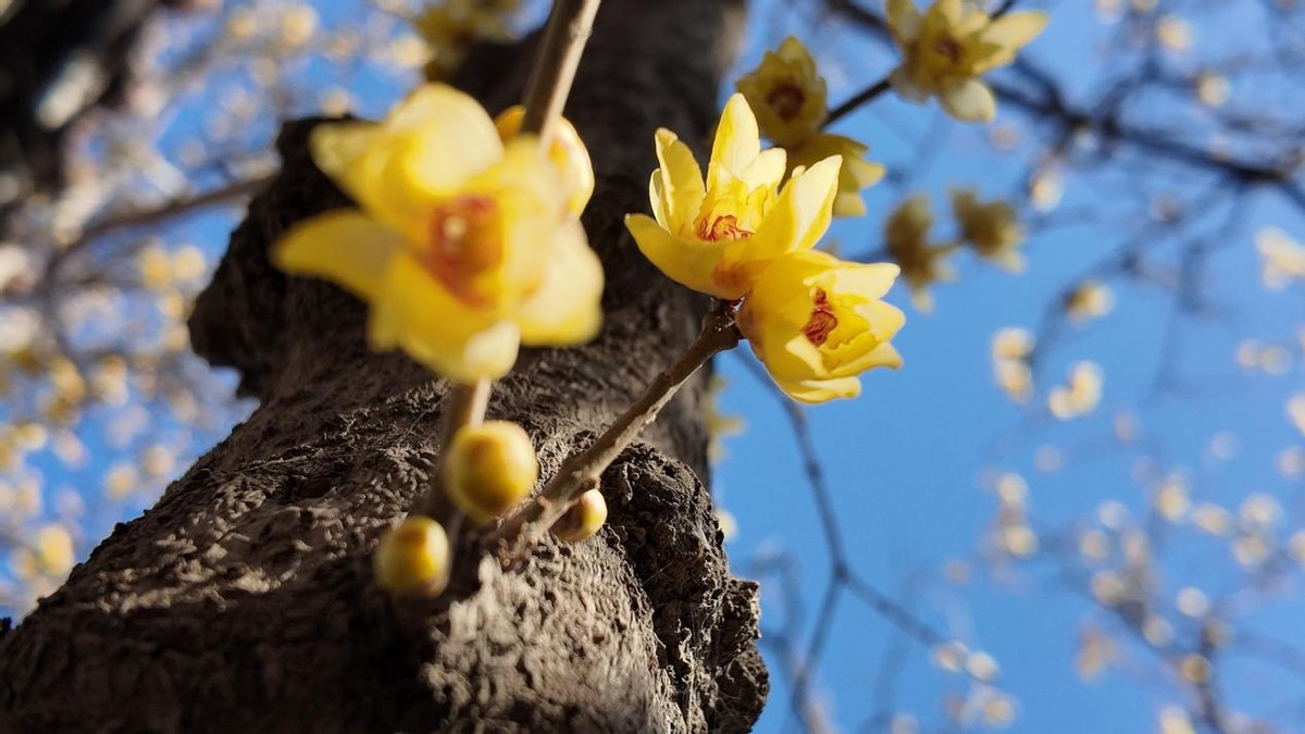 寻美十方院，觅得古梅香