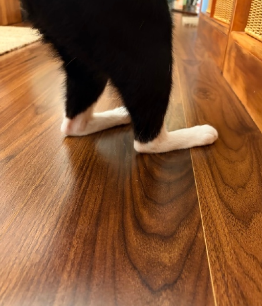 原来小猫是扁平足啊，太可爱啦
