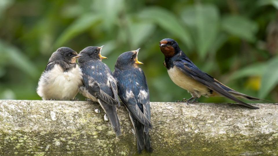 燕子几月筑巢？老辈说“三月来，四月筑”屋檐下忙碌藏着春的信号