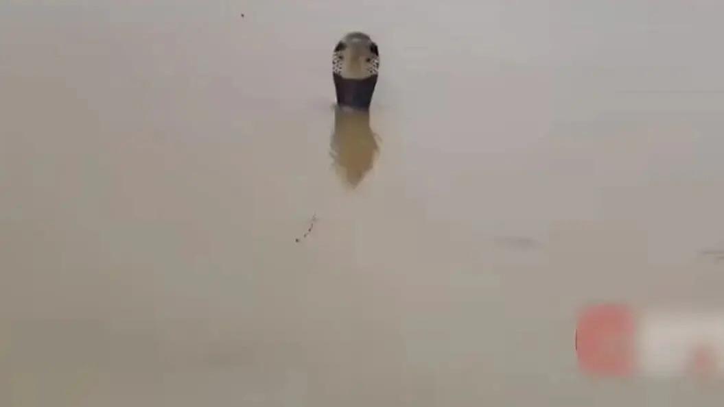 广西横州蛇场被洪水冲毁，近千条蛇被冲出引担忧！这样防护少风险