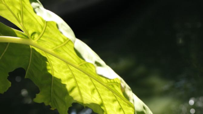 光影野熊谷，来自雨林的情书