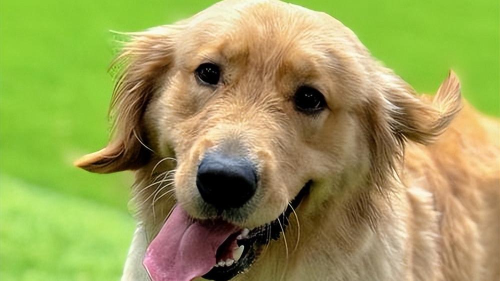 金毛为什么是“狗界暖男”？性格特点与养护要点