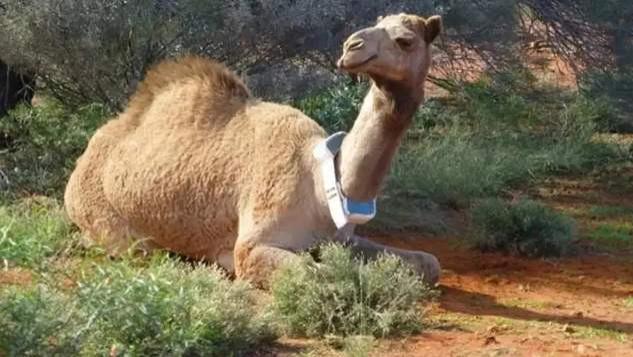 澳洲人被百万骆驼逼疯了：强闯民宅只为喝口水政府跪求给钱就卖