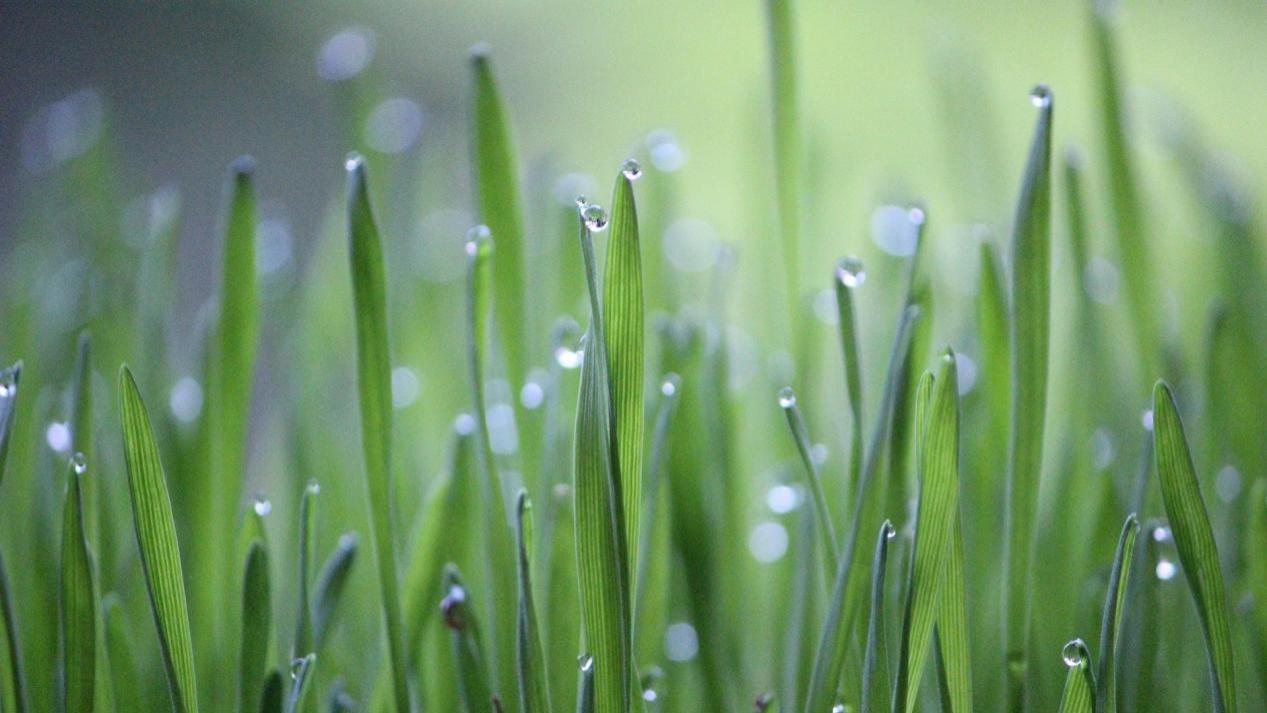 生物菌肥解锁农业增产提质新密码