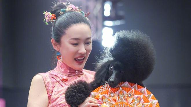 8次击败日本赛犬，霍思燕带狗又拿国际冠军！