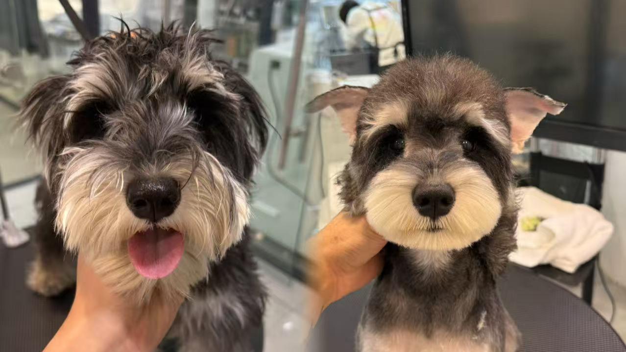 假期后宠物状态不佳？这几件事帮它快速恢复