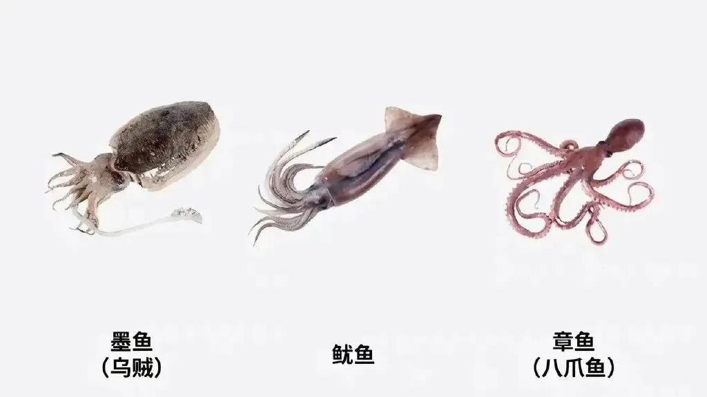 搞笑图集 | 我之前一直以为它们是一个品种