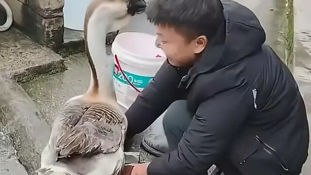 动物也怕死！大鹅阻挠主人磨刀全过程，结局暖心