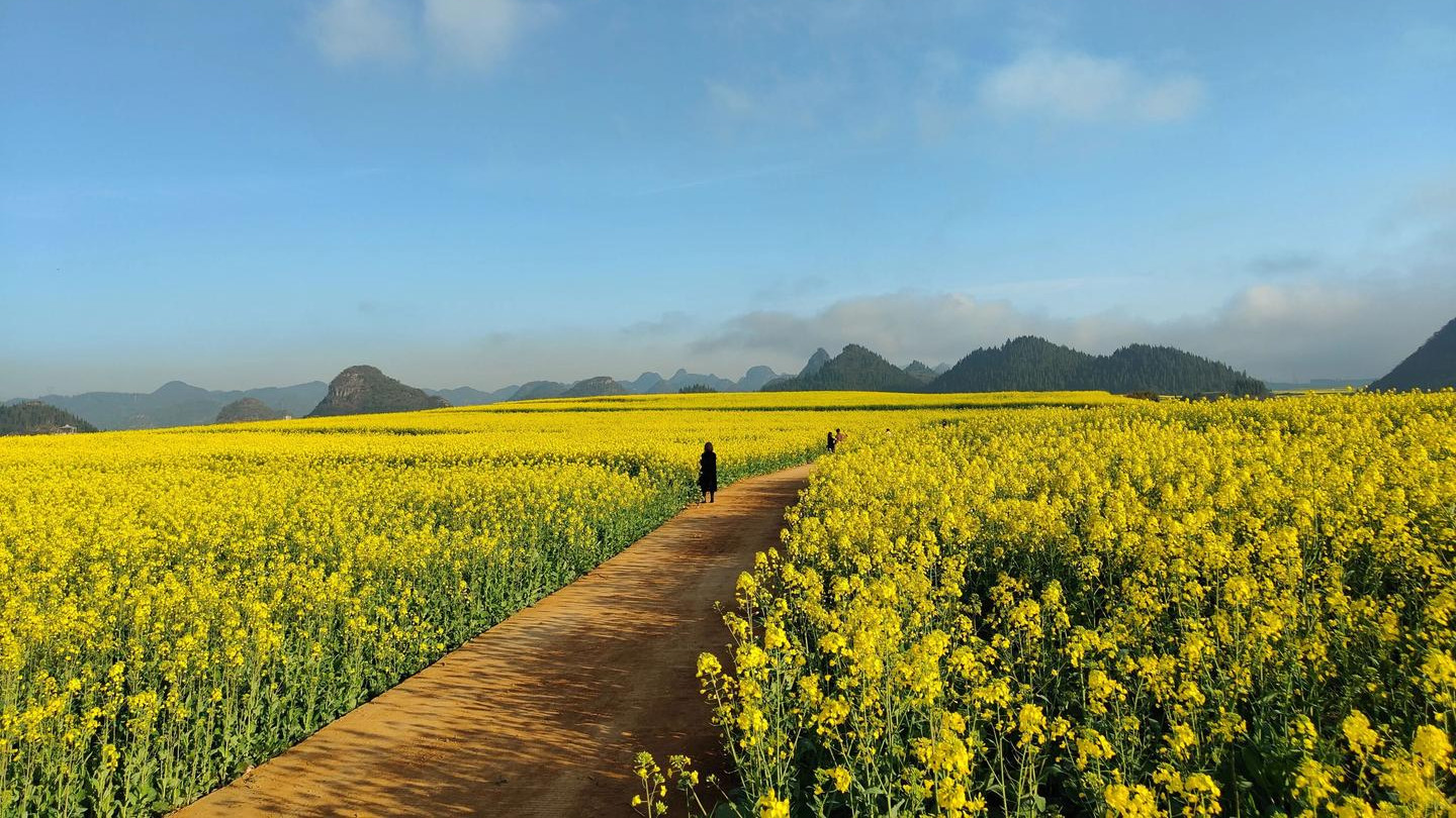 别被攻略骗！过年云南半月4人共花 6100的欢乐游记1-圆梦罗平油菜花