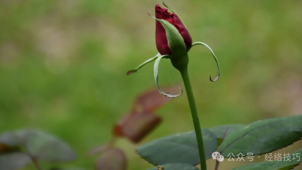除了玫瑰，肝在春天的黄金搭档是这朵“解郁花”！两个一起泡水喝，心情顺了，睡眠也稳了