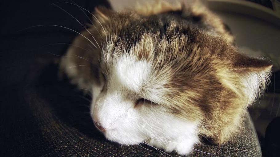 品牌猫粮有哪些值得推荐？盘点315认证的优质猫粮排行榜TOP5