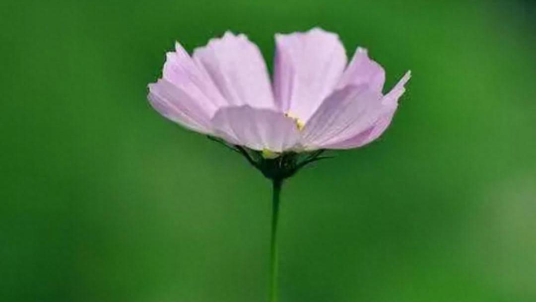 抗抑郁药会诱发躁狂？双相情感障碍用药的5个关键守则