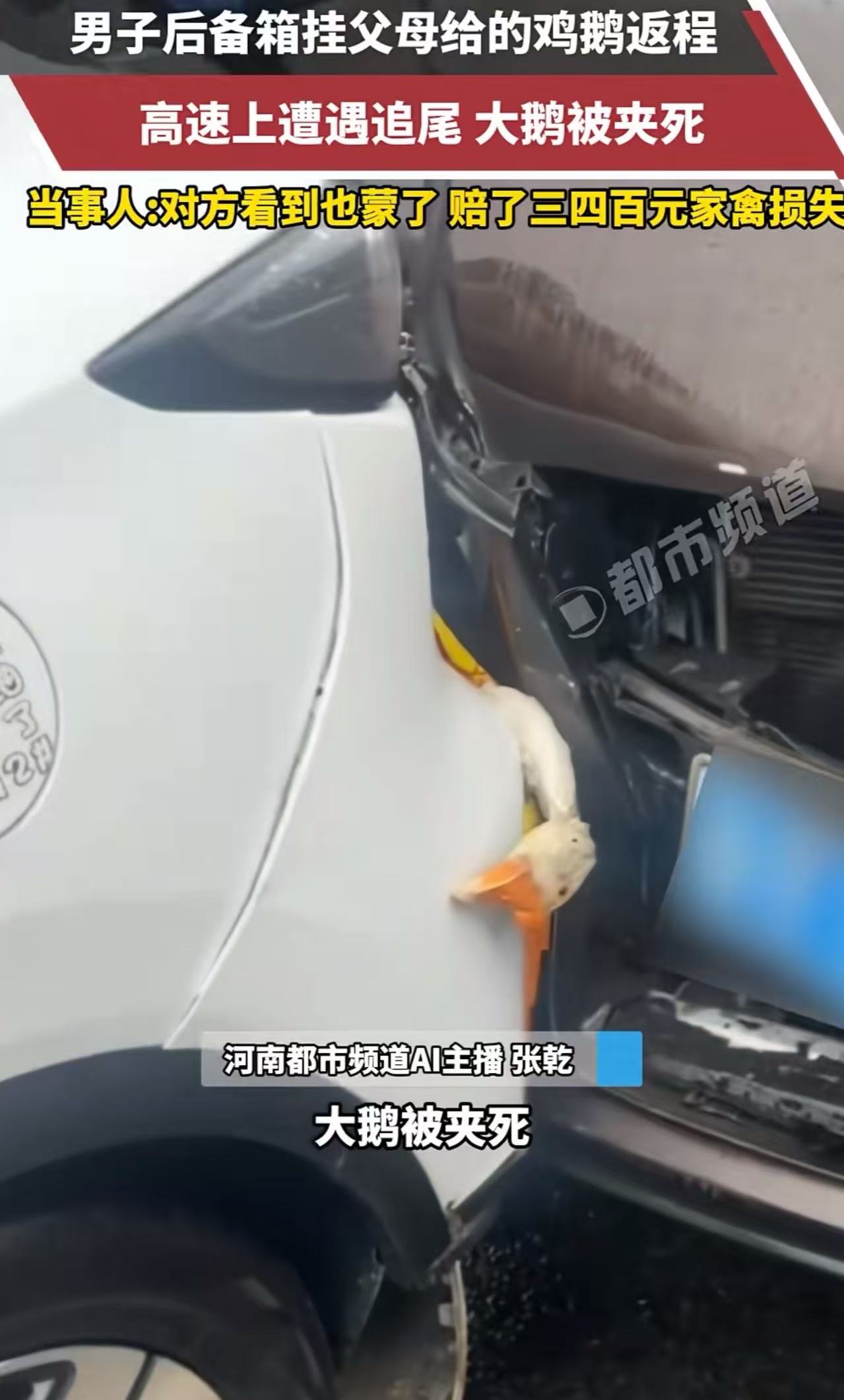 “本以为两死一伤，结果是‘俩菜一汤’！”湖北，男子后备箱挂父母给的鸡、鹅返程，高