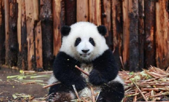 近日，有游客在社交平台发帖称，“有导游在成都大熊猫繁育研究基地称大熊猫‘花花’为