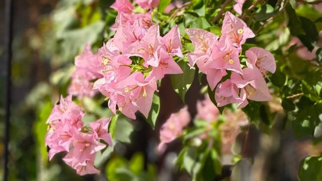 暮春之初的雅集：上巳节的文化记忆