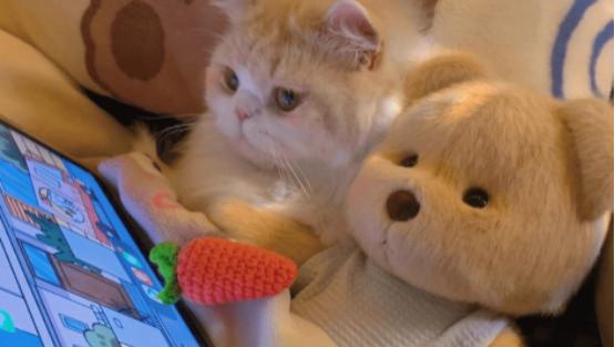 猫罐头选择哪种比较好？2026主食罐头适口性好性价比高的十大品牌推荐！