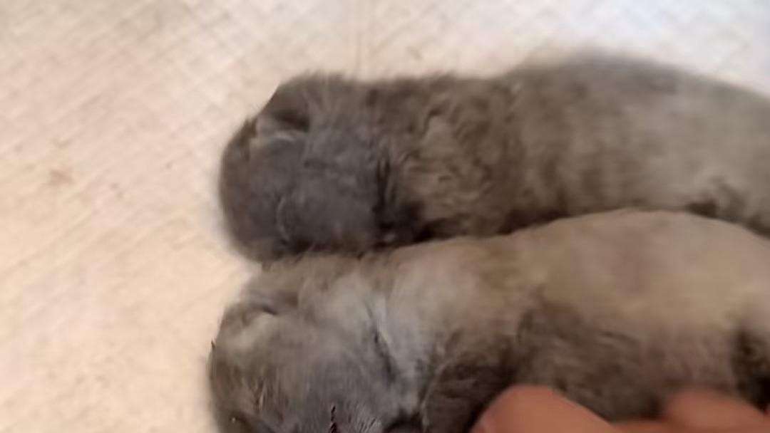 小孩笑着摔死三只小猫，还边摔边说猫很可爱，网友热议：“天生坏种”
