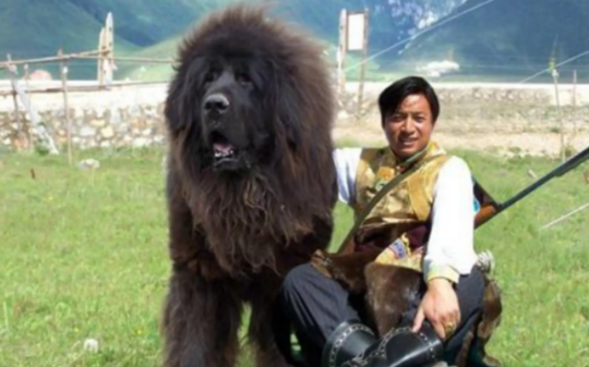 养7年的藏獒被我送回草原