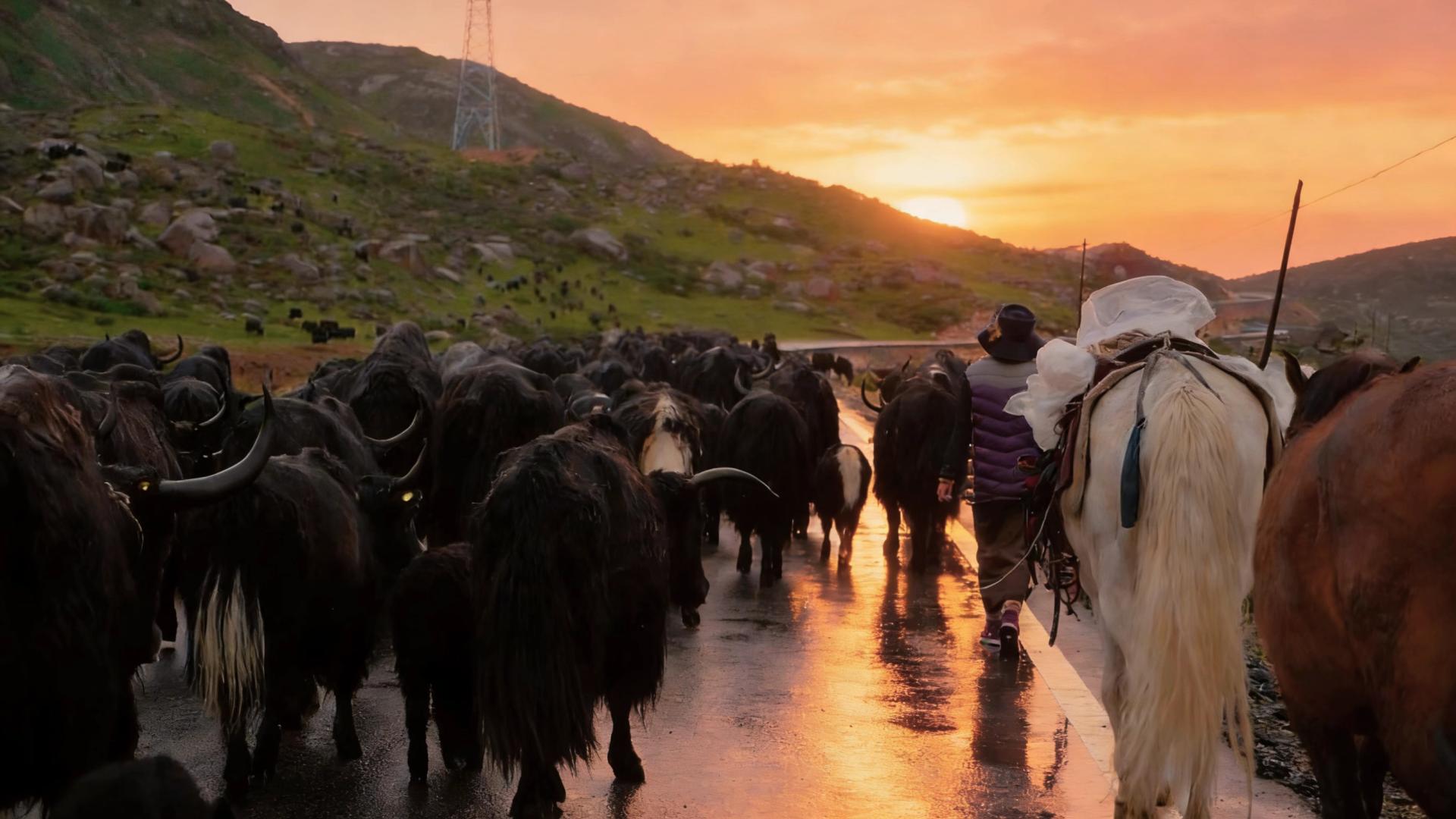 一线直击：拜访一位与燎原合作了二十年的牧民阿爸，听听他的故事