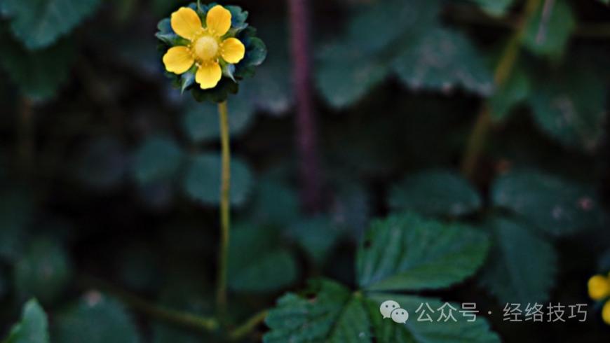 眼睛是肝“开出的花”！这2个地方按一按、刮一刮，眼里像住进了一汪清泉