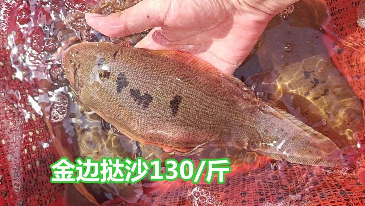 老虎鱼爆网，其他海鲜零星，广州莲花山码头街市