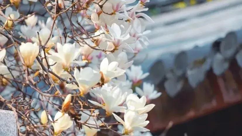 上海：白玉兰早春打卡全攻略