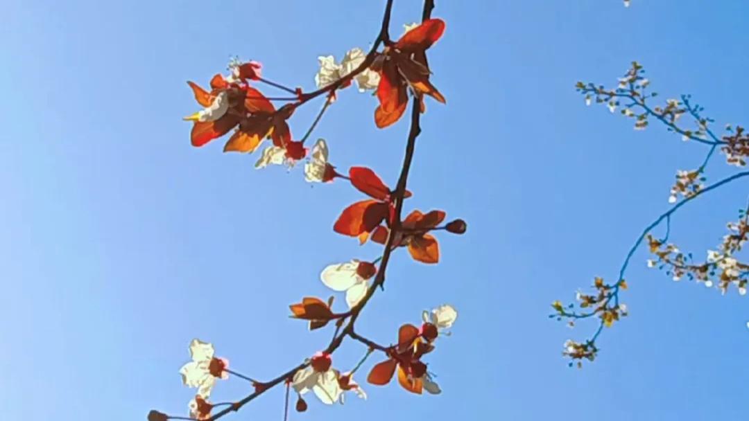 随笔：心随惊蛰，次第花开