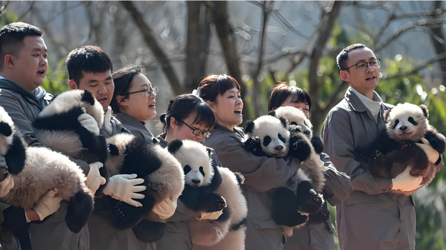 大熊猫生娃难？如今却批量产崽45只，双胞胎占一半还多！