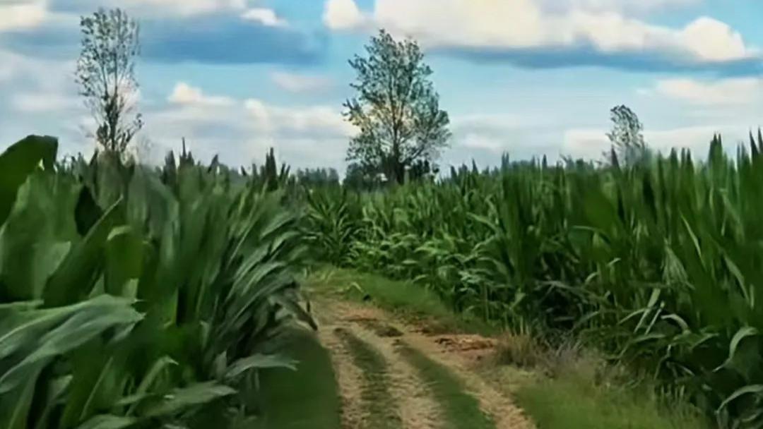 《母亲之爱》系列散文之九：母亲给了我第二次生命