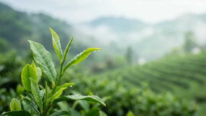 谷雨时节，水润万家 | 虎鲸妈妈全屋无菌净水，烹一壶春日好茶