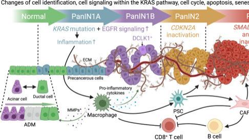 胰腺导管腺癌 (PDAC)的诊断和治疗需要基因检测吗？