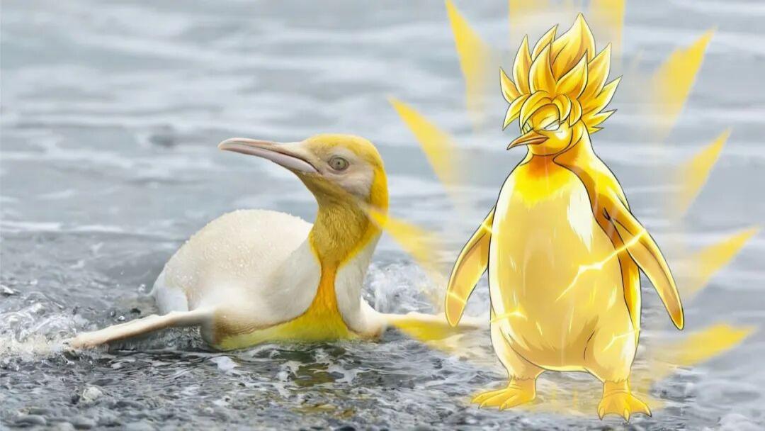 传说中的超级赛亚人企鹅被发现？稀有物种现身南极，《龙珠》粉沸腾了