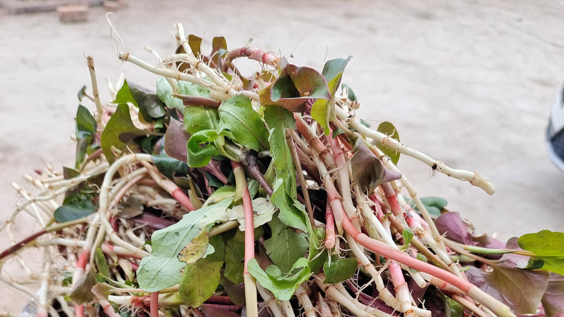 熟悉的春天味道