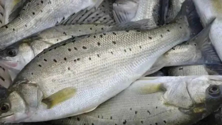 鲈鱼这些年很流行、很畅销的。至少在我省，它已经取代鲤鱼、草鱼等淡水鱼成为酒席酒宴上主要的鱼菜之一了