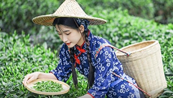 十五号茶铺让更多朋友在舒适的环境中喝上好茶