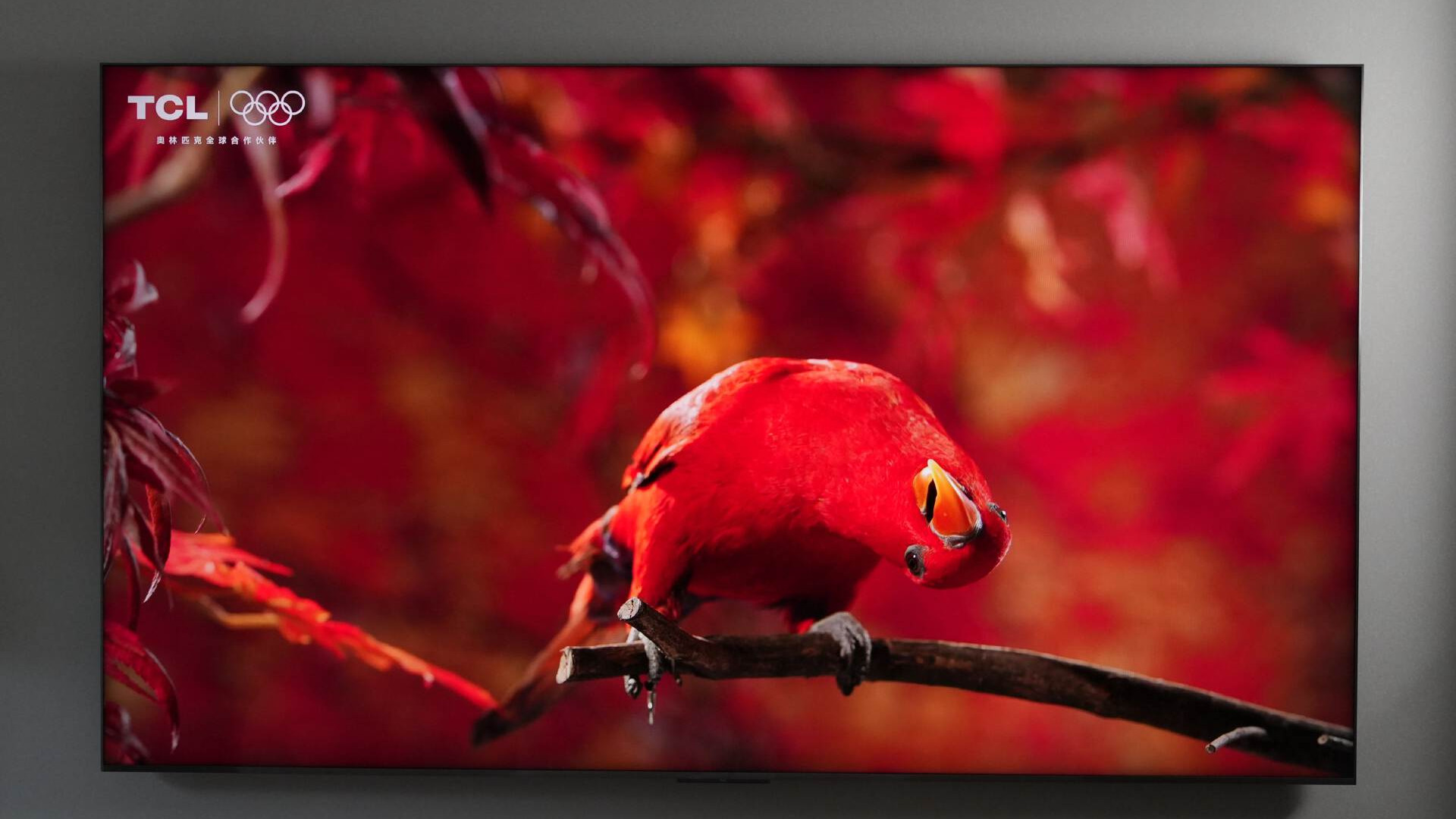 QD-MiniLED和 RGB-MiniLED有什么不同？TCL 85Q10M值不值得买？