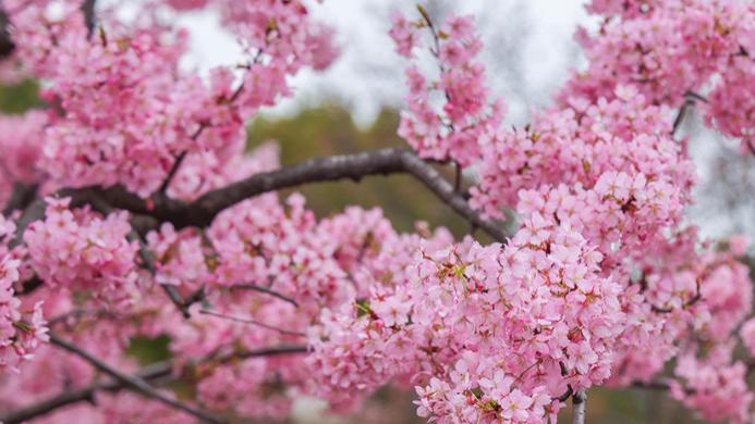 上海：顾村公园早樱绽放