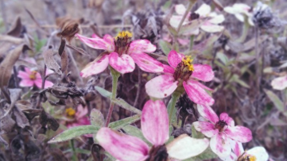 人这一辈子，病、苦、寿都是命中注定