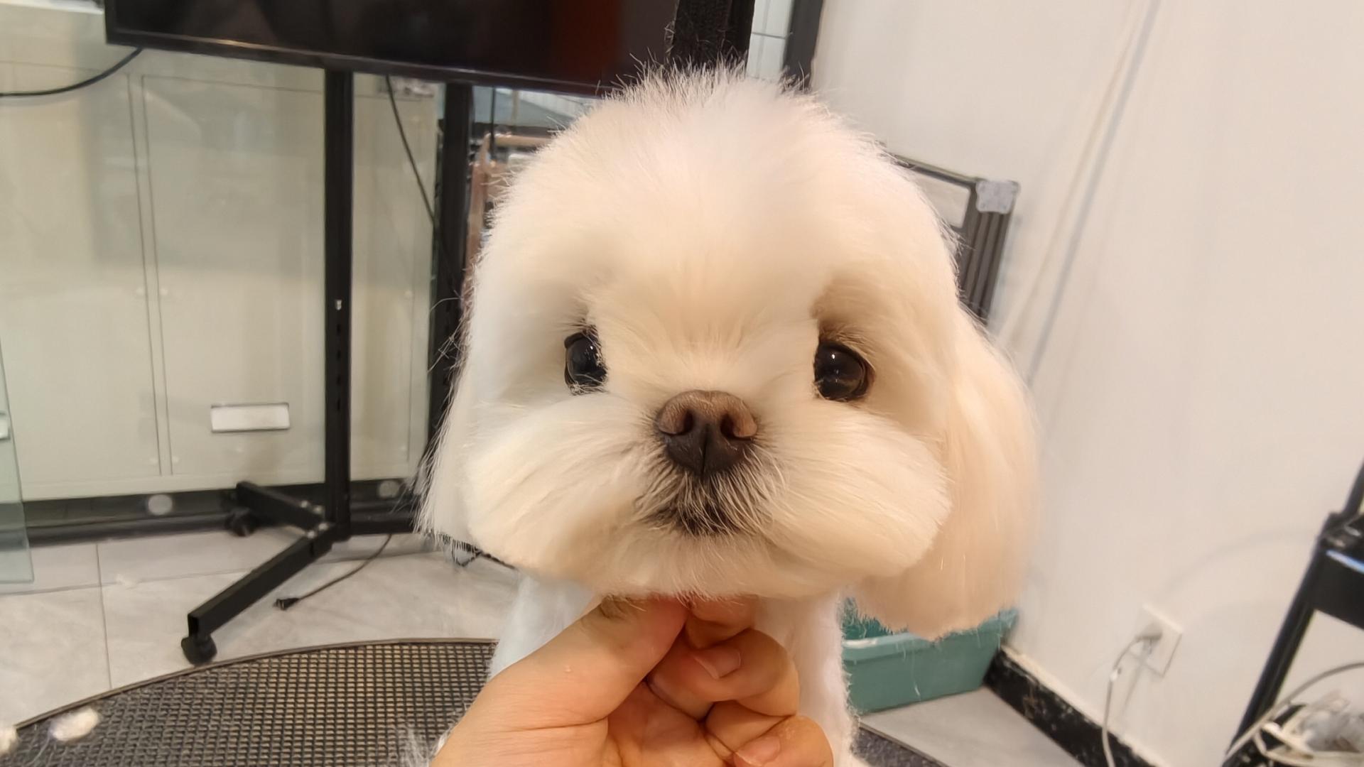 猫粮狗粮开封后变软变味？包装设计是关键