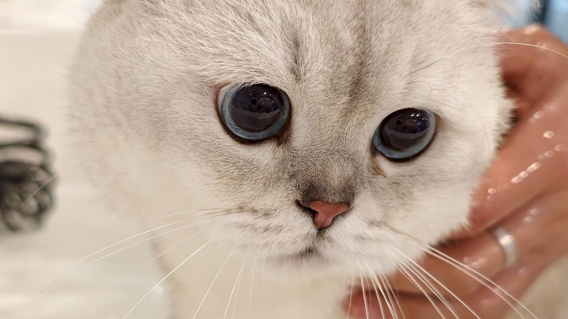 象乡宠物光合店 | 春季宠物换毛季，主人需要做对哪几件事？