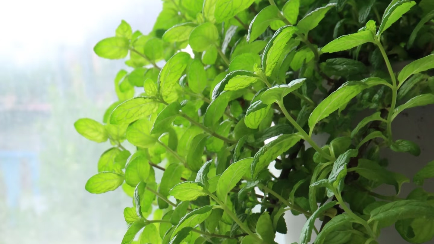 广东一位女子，因“薄荷流出花盆”走红，网友：妥妥的绿瀑布