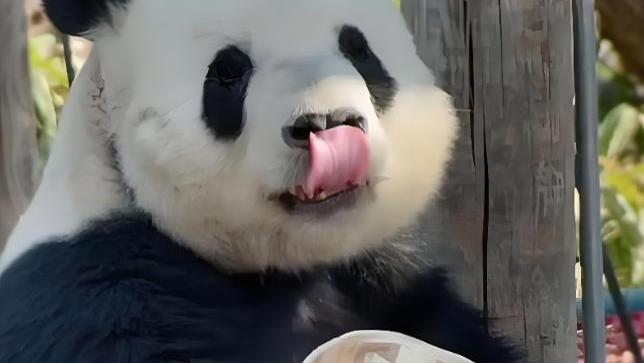 熊猫界鄙视链顶端？为何资深猫粉都说：没看过萌二，不算懂熊猫！